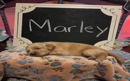 Goldendoodle dogs for sale: Marley - Image 5