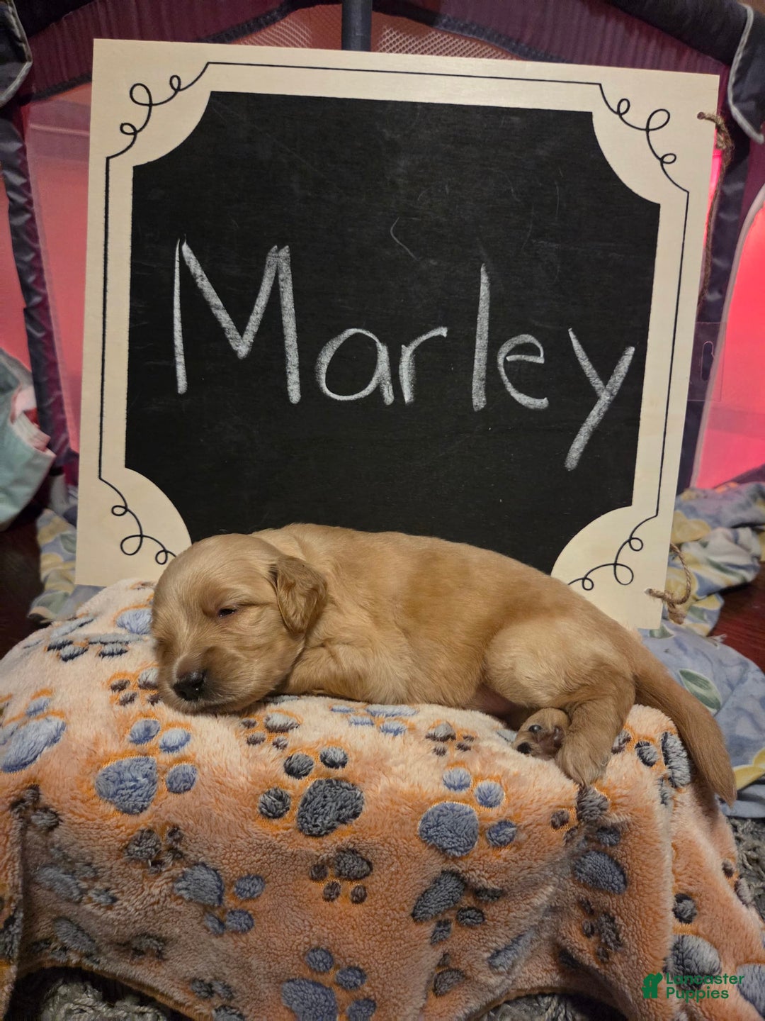 Goldendoodle dogs for sale: Marley - Image 5