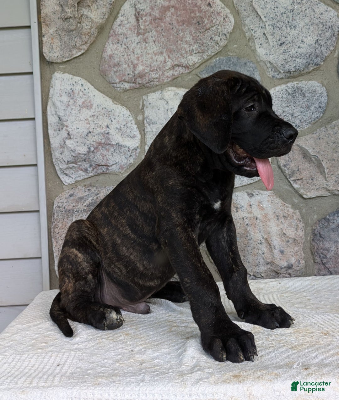 English Mastiff dogs for sale: Berkley - Image 7