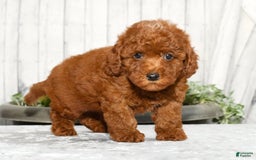 Miniature Poodle dogs for sale: Zoey - Image 5