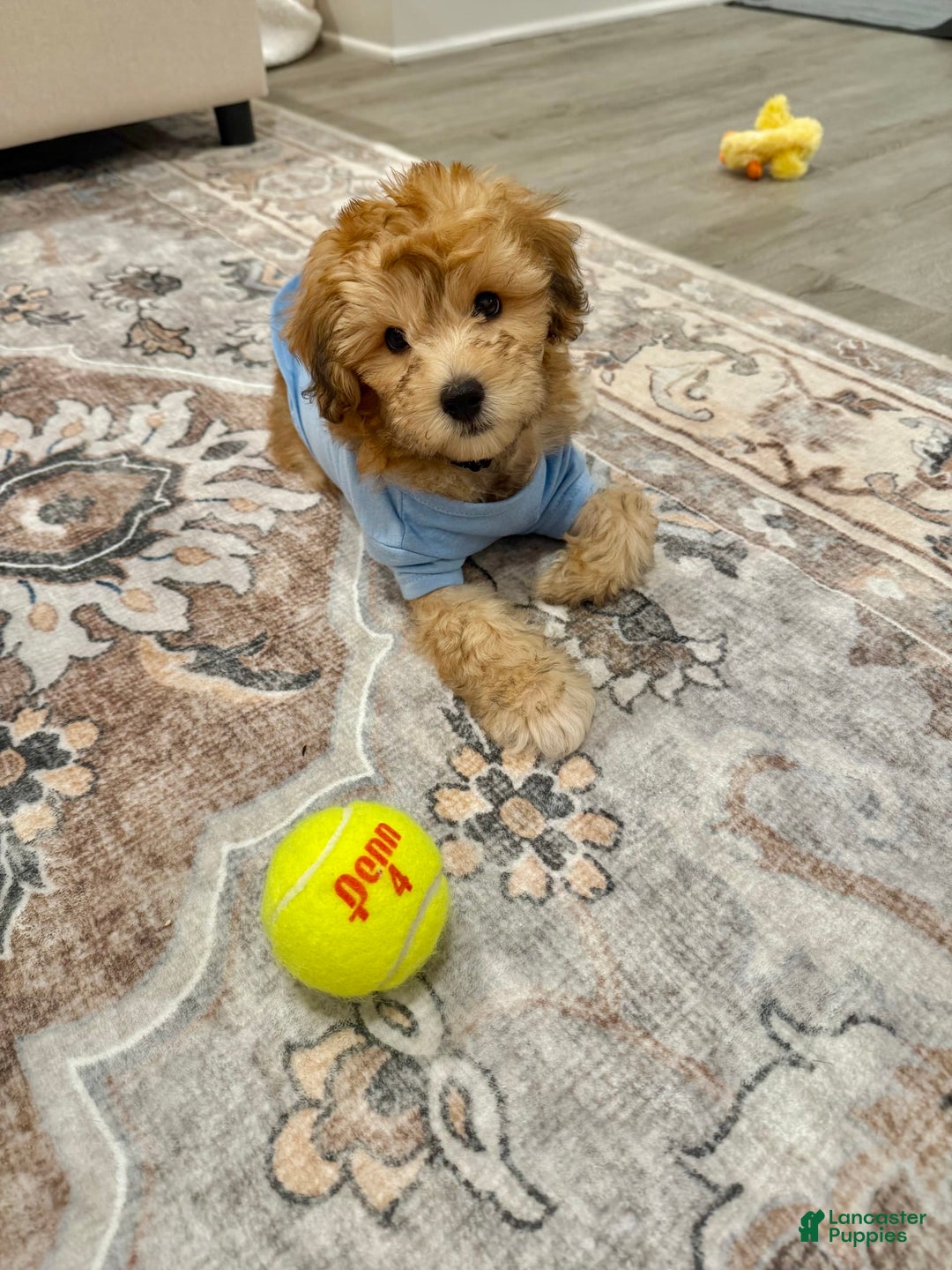Mini Aussiedoodle dogs for sale: Louie - Image 3