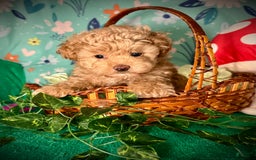 Maltipoo dogs for sale: Hanky - Image 5