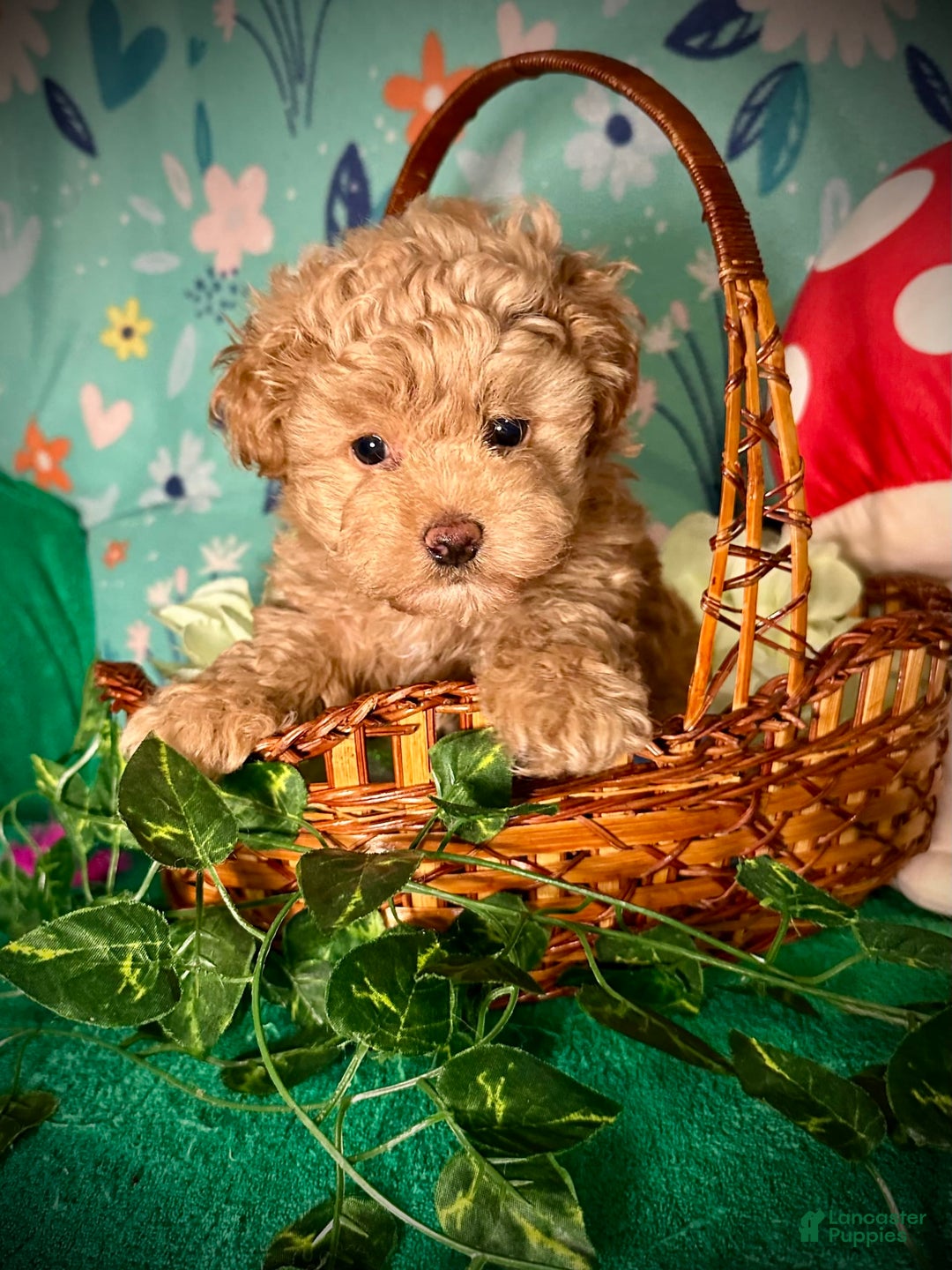 Maltipoo dogs for sale: Hanky - Image 5