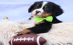 Bernese Mountain Dog dogs for sale: Sonny - Image 7