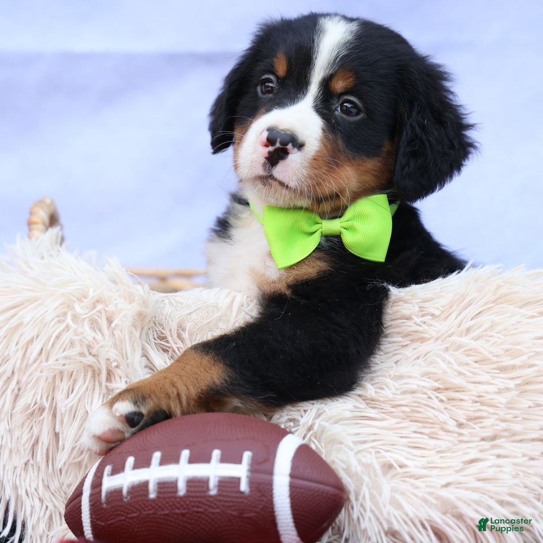 Bernese Mountain Dog dogs for sale: Sonny - Image 7