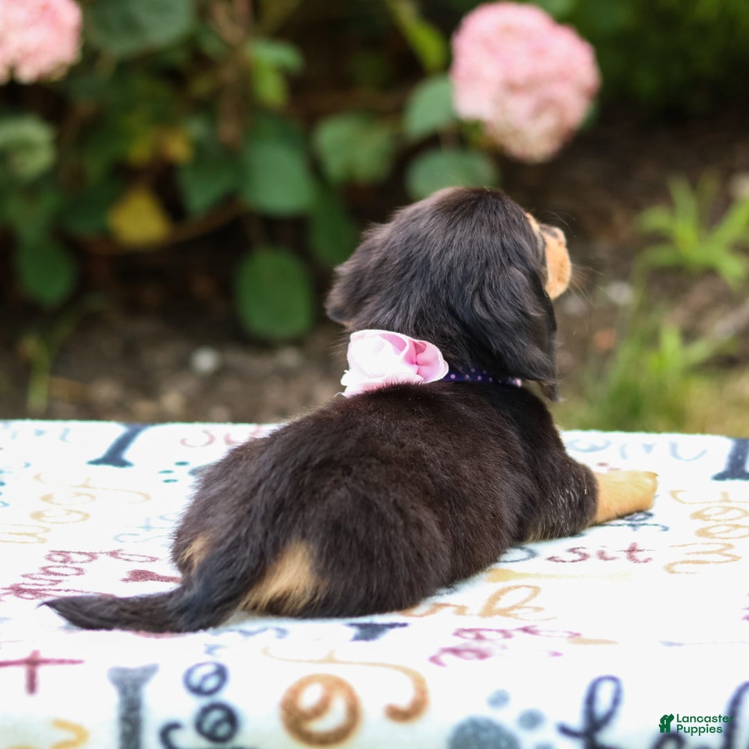 Miniature Dachshund dogs for sale: Rosie - Image 2