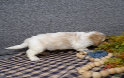 Cavachon dogs for sale: Banjo - Image 7