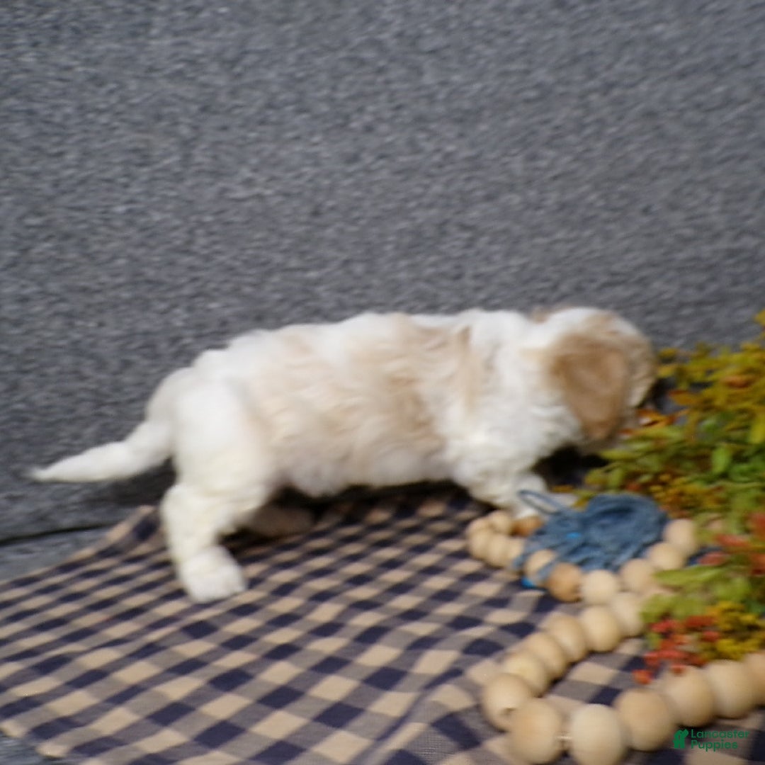 Cavachon dogs for sale: Banjo - Image 7