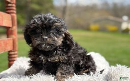 Cavapoo dogs for sale: Kingston - Image 6