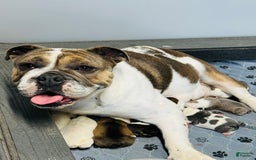 English Bulldog dogs for sale: Andy - Image 5