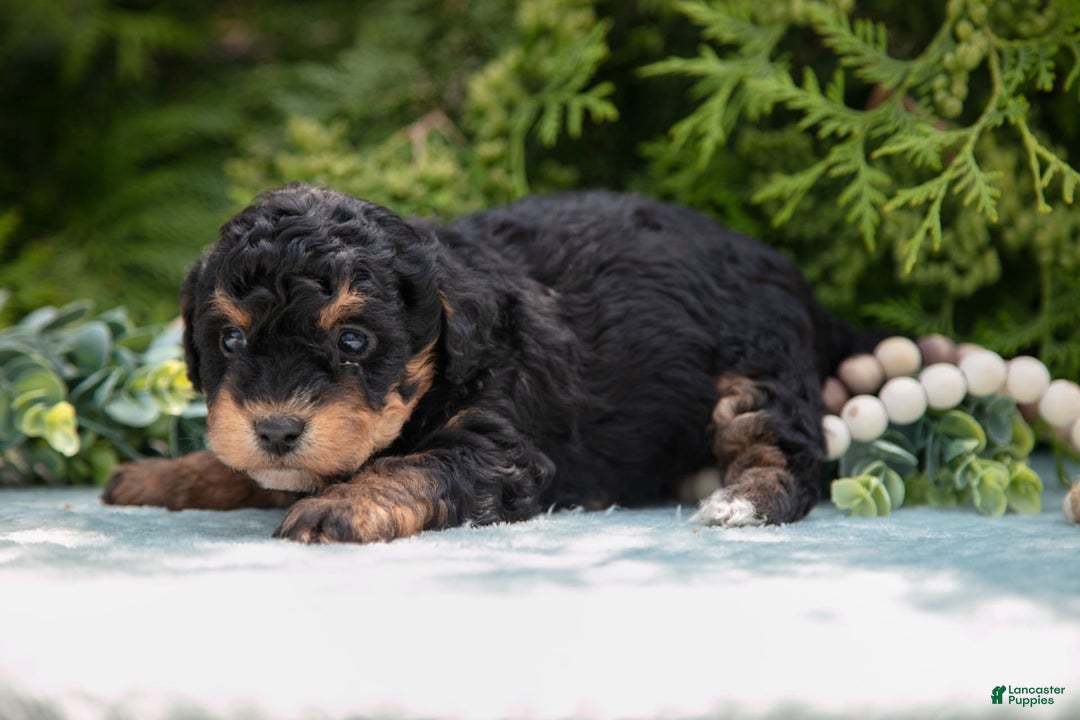 Mini Bernedoodle dogs for sale: Kip - Image 2