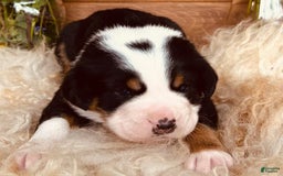 Greater Swiss Mountain Dog dogs for sale: Mr Black - Image 1