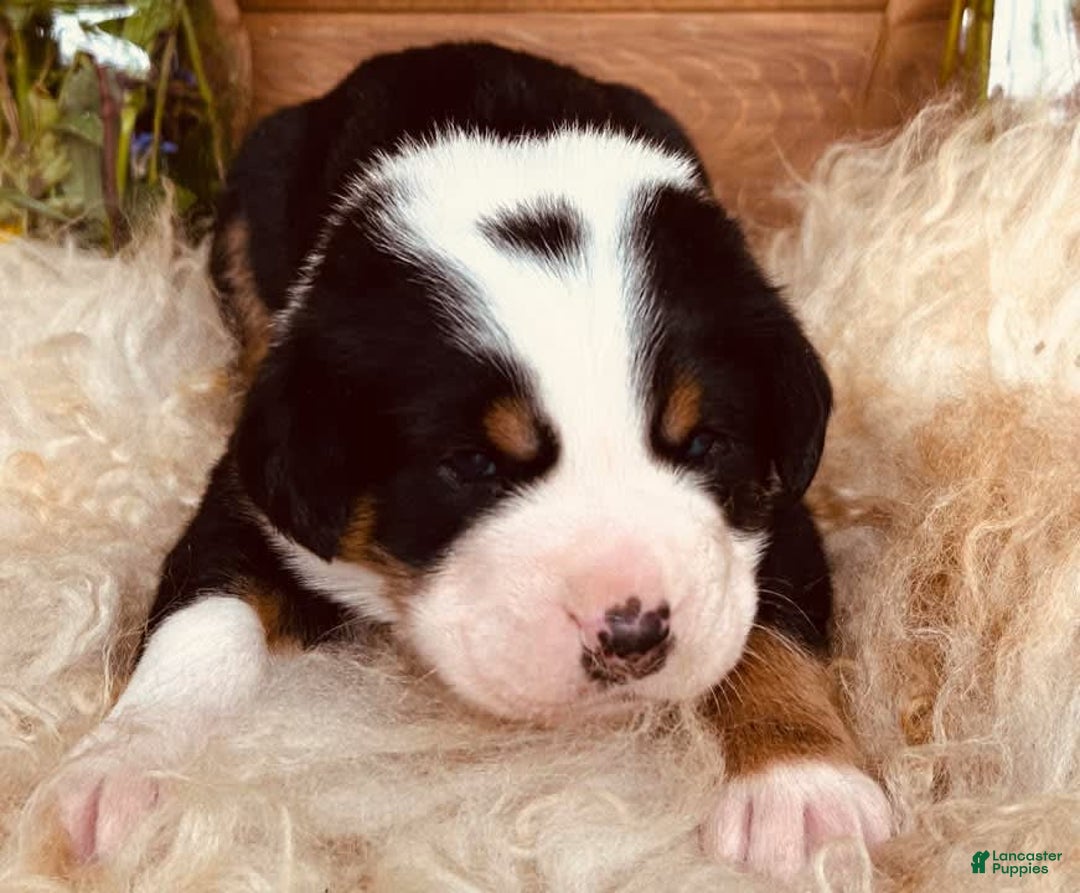Greater Swiss Mountain Dog dogs for sale: Mr Black - Image 1