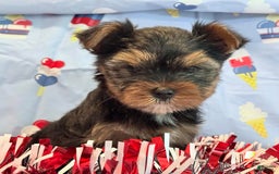 Yorkshire Terrier dogs for sale: Grumpy - Image 6
