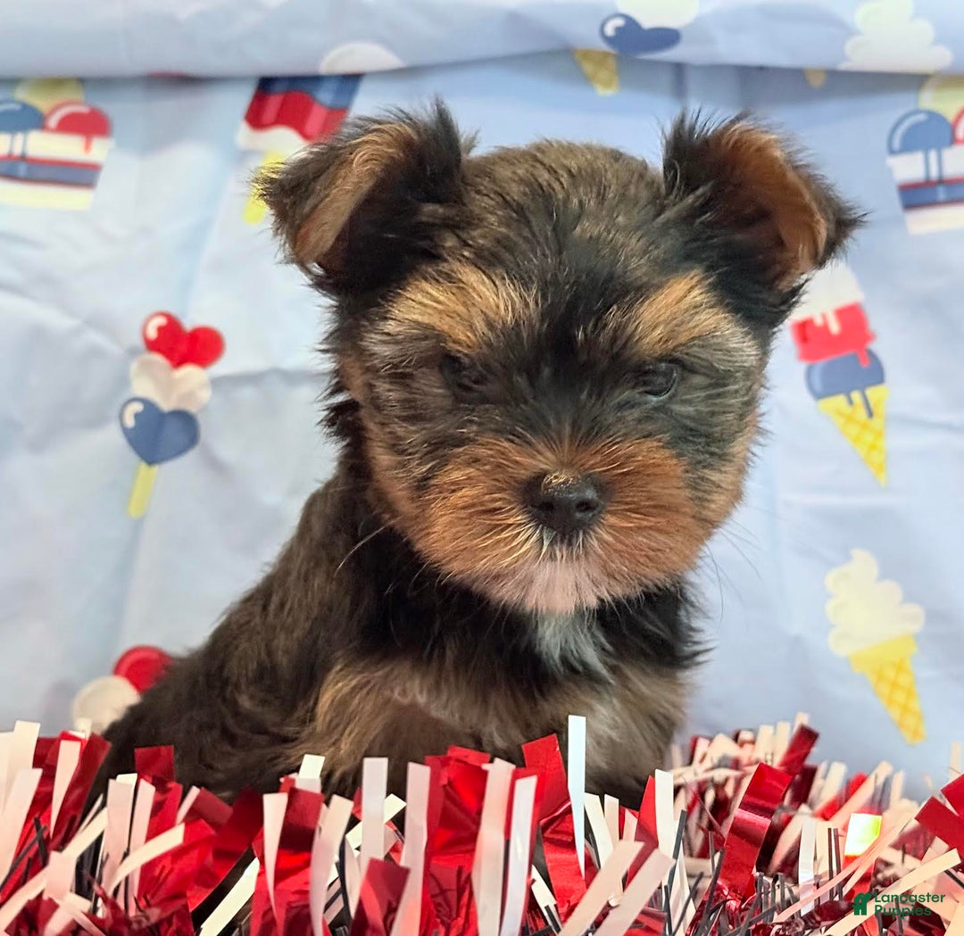 Yorkshire Terrier dogs for sale: Grumpy - Image 6