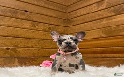 French Bulldog dogs for sale: Olive - Image 8