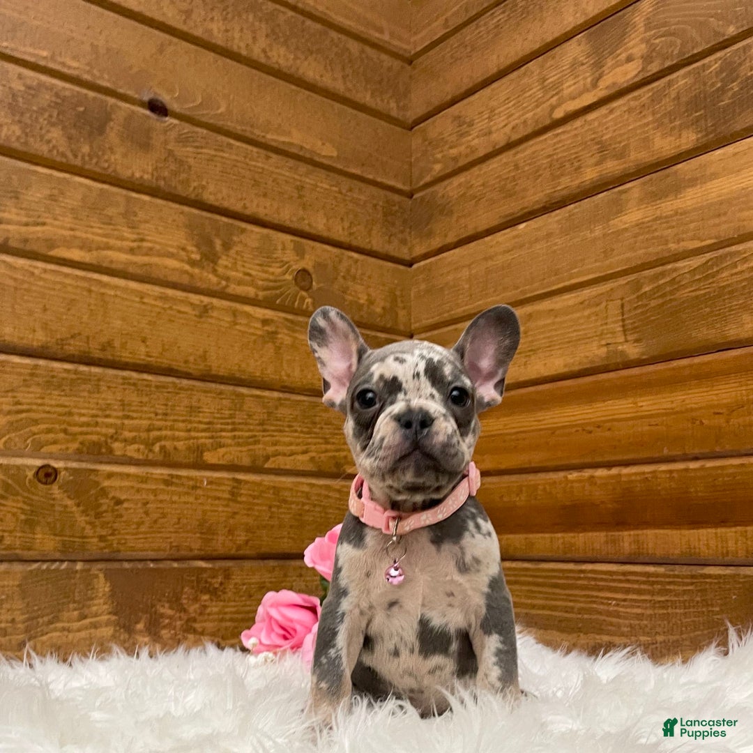 French Bulldog dogs for sale: Olive - Image 8