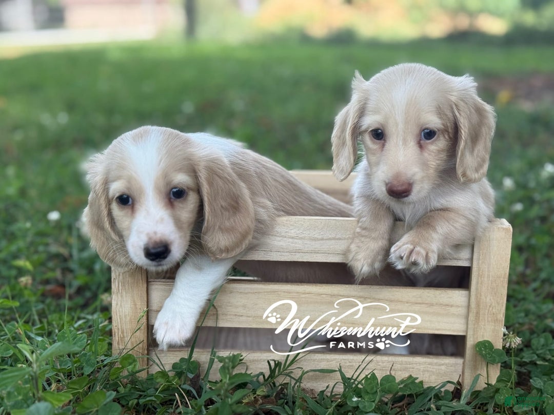 Miniature Dachshund dogs for sale: Oscar - Image 3
