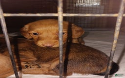 Dachshund dogs for sale: Male - Image 1