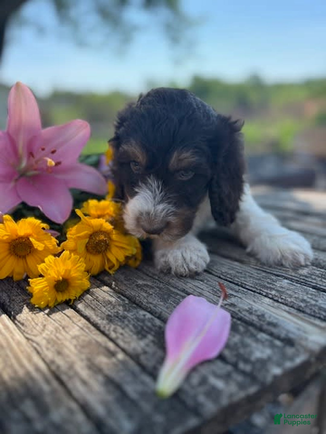 Bernedoodle dogs for sale: Gemma - Image 2