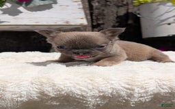 French Bulldog dogs for sale: Talia - Image 10
