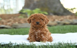 Mini Goldendoodle dogs for sale: Georgia - Image 14