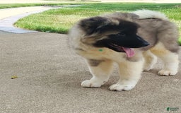 categoriesInfo:categoryAttributeOptions.dogs.breed.americanAkita dogs for sale: AKC Deisel - Image 4