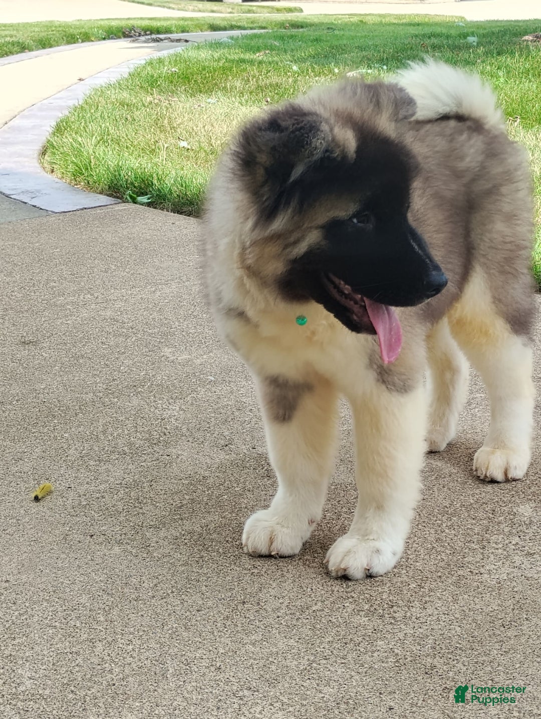 categoriesInfo:categoryAttributeOptions.dogs.breed.americanAkita dogs for sale: AKC Deisel - Image 4