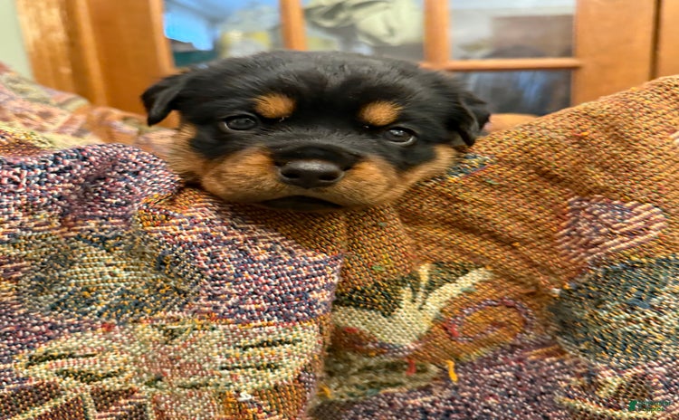 Rottweiler dogs for sale - Ad 1