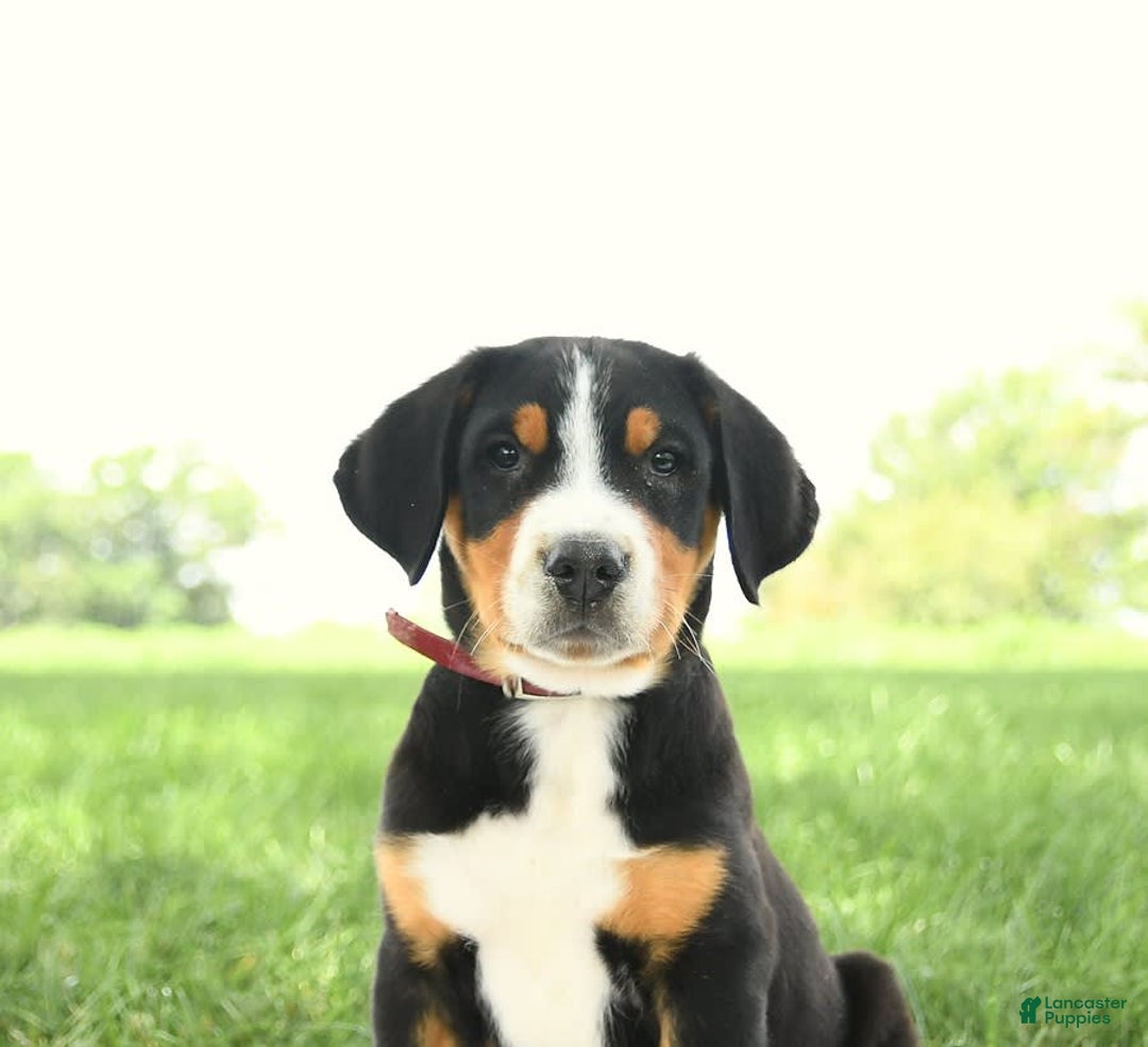 Greater Swiss Mountain Dog dogs for sale: Harvey - Image 5