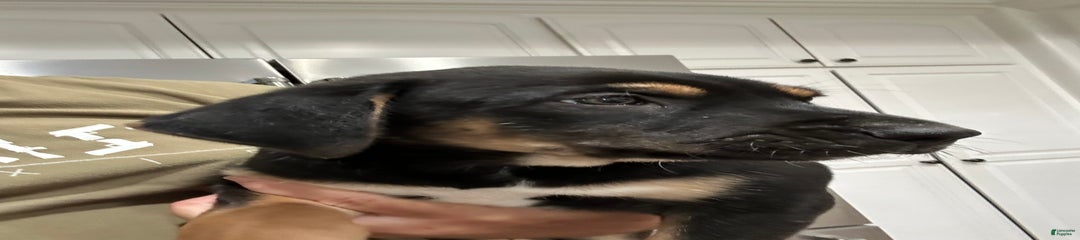 Steve
