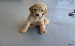 Bernedoodle dogs for sale: Baby Scott - Image 1