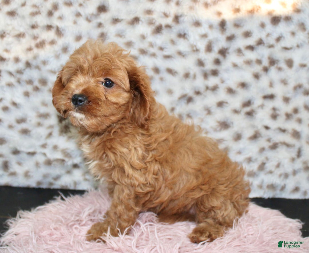 Cavapoo dogs for sale: Ivy - Image 5