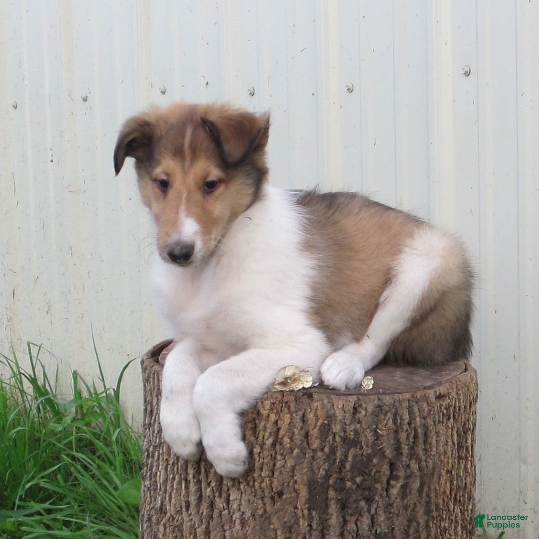 Collie dogs for sale: Asher - Image 2