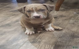 American Bully dogs for sale: Socks - Image 111