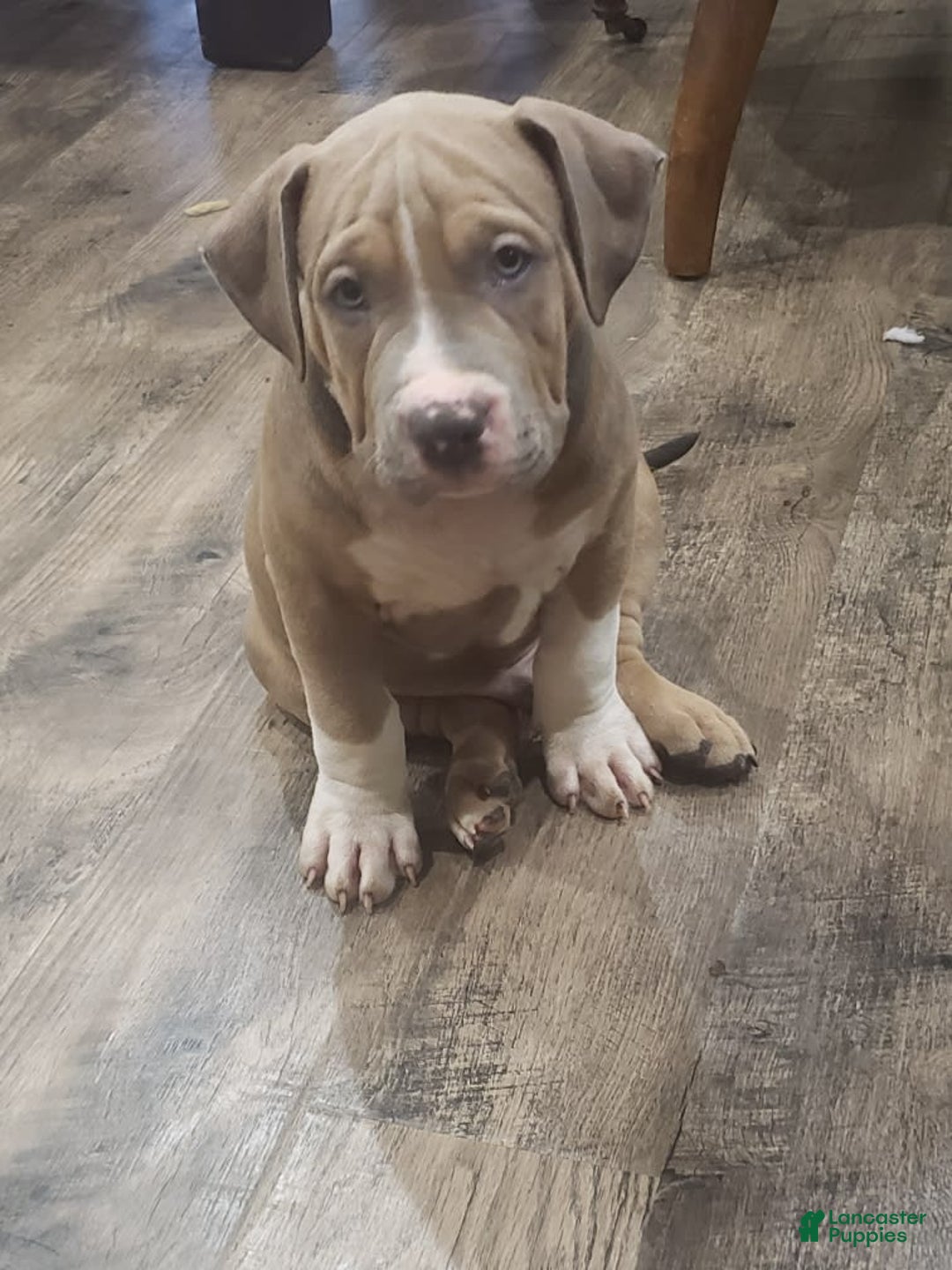 American Bully dogs for sale: Socks - Image 111