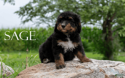 Bernedoodle dogs for sale: Sage - Image 6