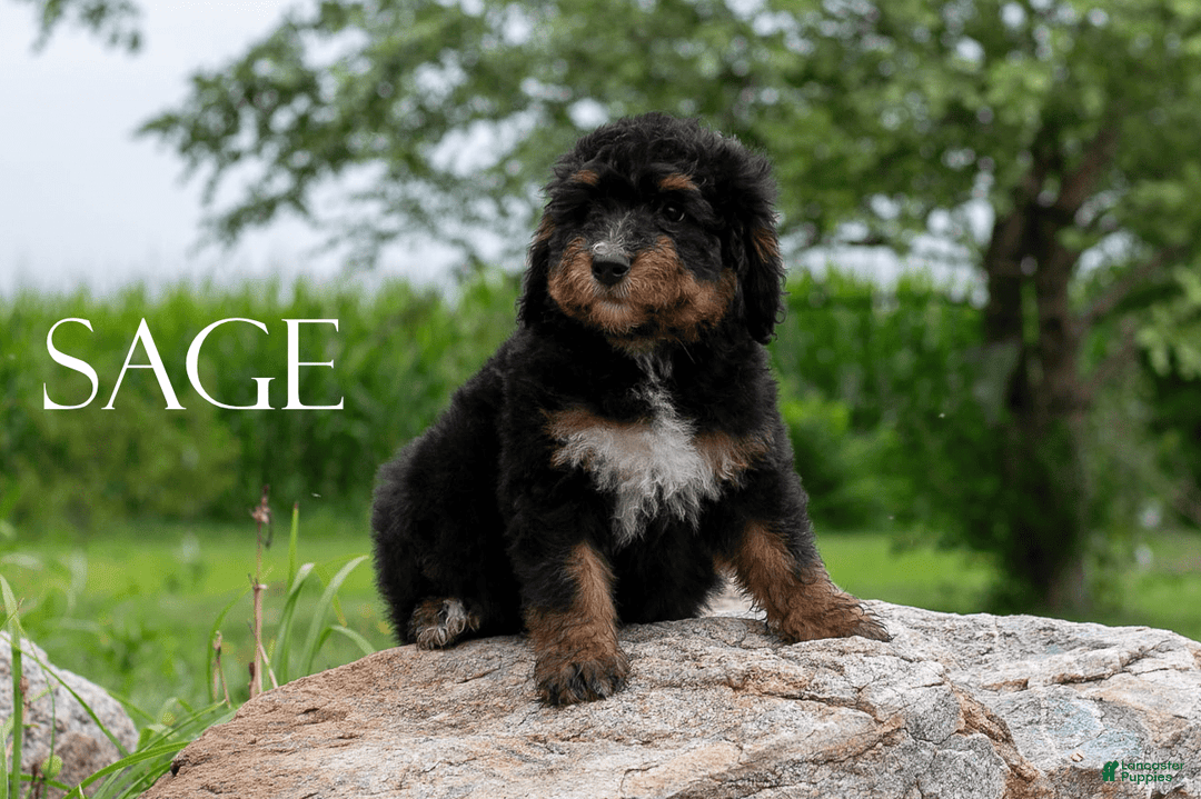 Bernedoodle dogs for sale: Sage - Image 6