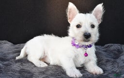 West Highland Terrier dogs for sale: Ollie - Image 7