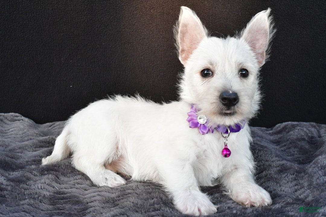 West Highland Terrier dogs for sale: Ollie - Image 7