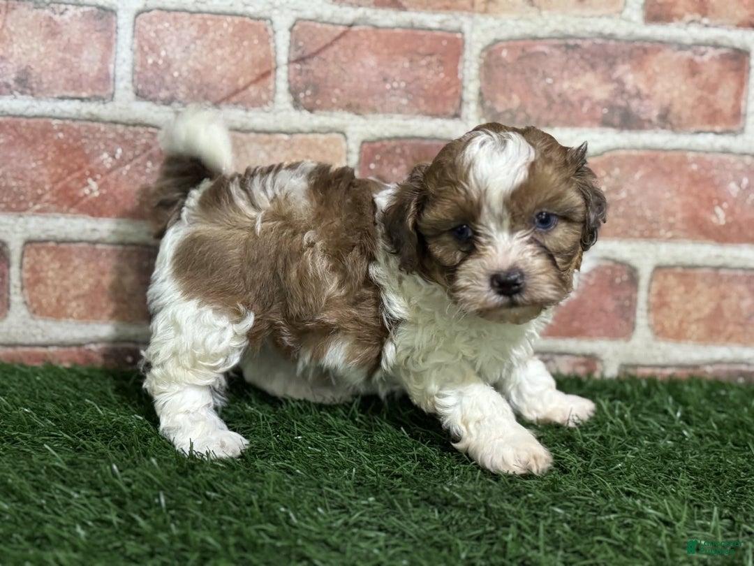 Shihpoo dogs for sale: Biscuit - Image 4
