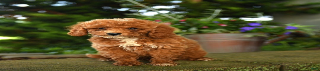 Rascal