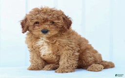 Miniature Poodle dogs for sale: Pierre - Image 9