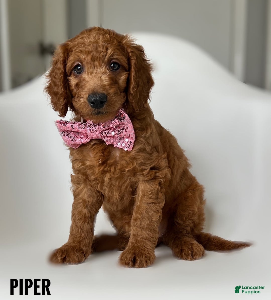 Goldendoodle dogs for sale: Piper Pink Collar - Image 1