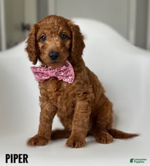 Piper Pink Collar