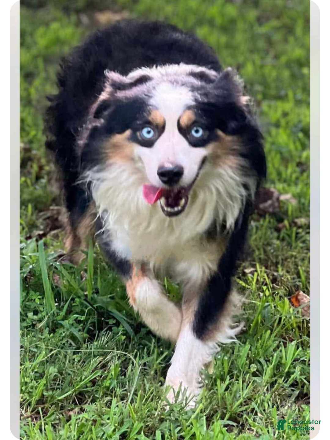 Miniature Australian Shepherd dogs for sale: Maggie - Image 7