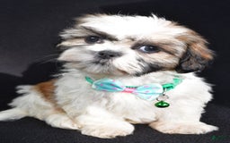 Shih Tzu dogs for sale: Theadore - Image 3