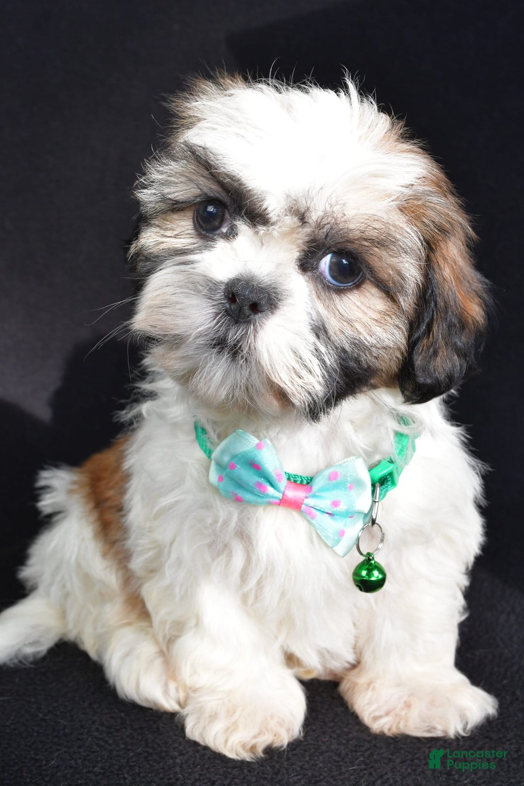 Shih Tzu dogs for sale: Theadore - Image 3