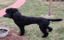 Standard Poodle dogs for sale: Male 4 - Image 5