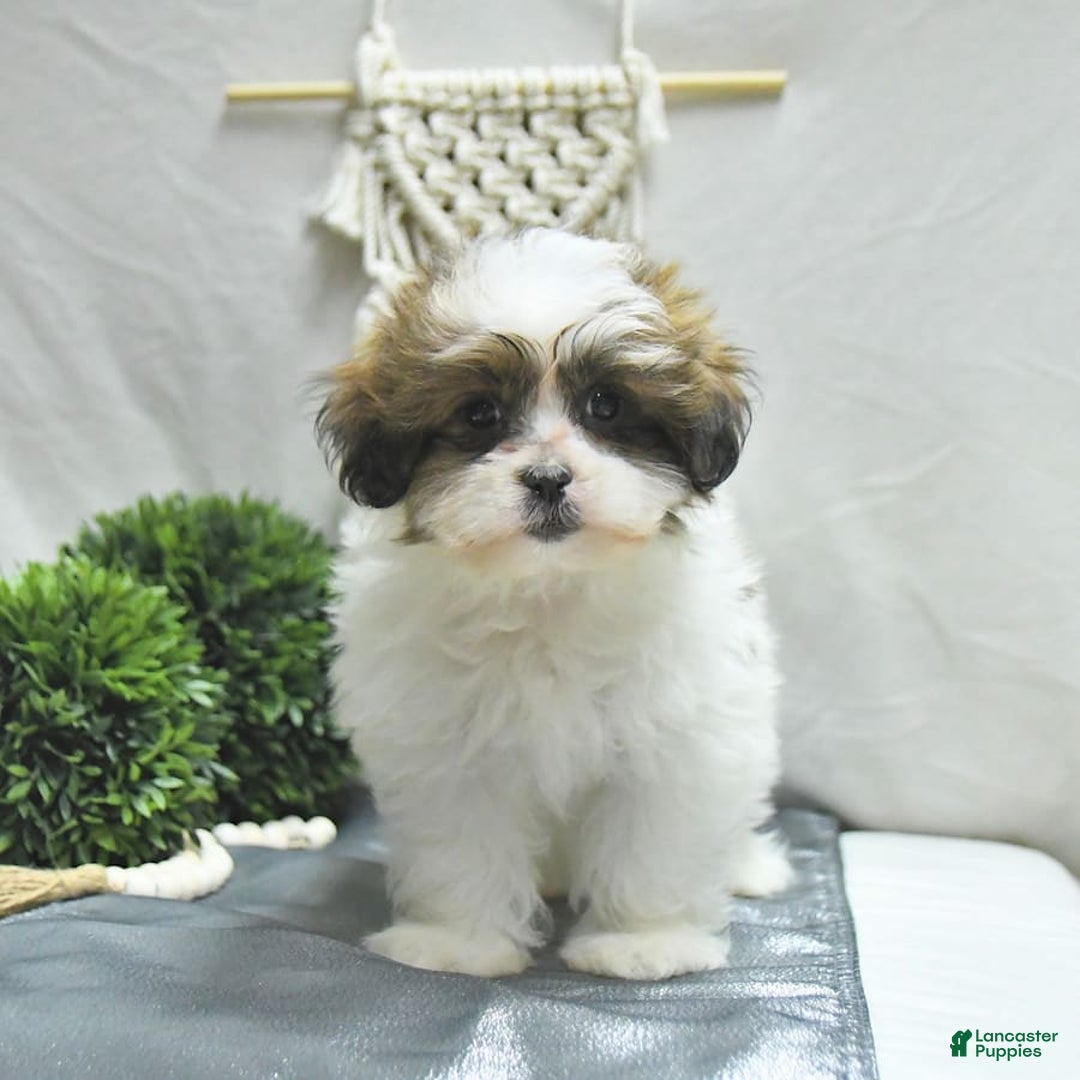 Shihpoo dogs for sale: Moose - Image 12